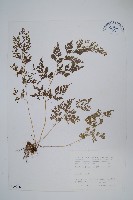 藏品(日本金粉蕨)的圖片