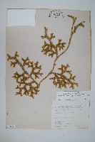 藏品(石松)的圖片