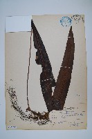 藏品(大星蕨)的圖片