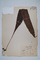 藏品(大星蕨)的圖片