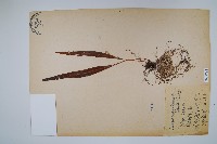 藏品(鱗瓦葦、長柄瓦葦)的圖片