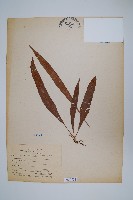 藏品(擬瓦葦)的圖片