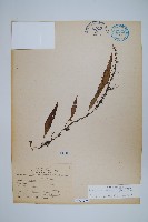 藏品(骨牌蕨)的圖片