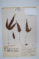 藏品(三葉茀蕨)的圖片