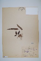 藏品(三葉茀蕨)的圖片