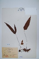 藏品(三葉茀蕨)的圖片