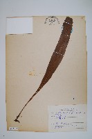 藏品(鱗瓦葦、長柄瓦葦)的圖片