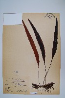 藏品(鱗瓦葦、長柄瓦葦)的圖片