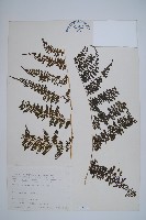 藏品(稀子蕨)的圖片