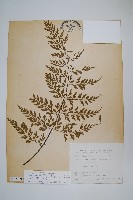 藏品(大黑柄鐵角蕨、黃鱗鐵角蕨、大羽鐵角蕨)的圖片