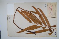 藏品(粗齒革葉紫萁)的圖片