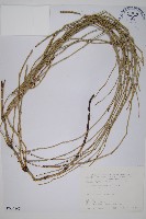 藏品(木賊)的圖片