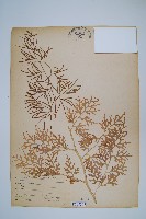 藏品(水蕨)的圖片