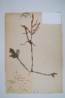 藏品(美洲水蕨)的圖片