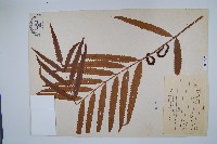 藏品(粗齒革葉紫萁)的圖片