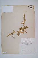 藏品(石松)的圖片