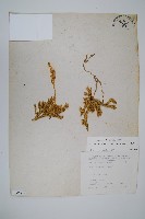 藏品(石松)的圖片