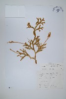 藏品(石松)的圖片