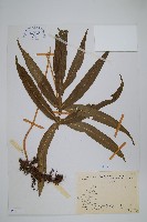 藏品(橢圓線蕨)的圖片