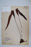 藏品(鱗瓦葦、長柄瓦葦)的圖片