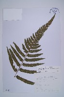 藏品(邊緣鱗蓋蕨)的圖片