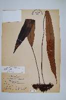 藏品(石葦)的圖片