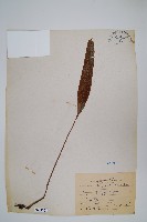 藏品(石葦)的圖片