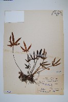 藏品(槭葉石葦)的圖片