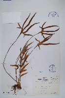 藏品(槭葉石葦)的圖片