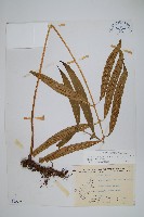 藏品(大線蕨)的圖片