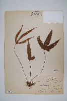 藏品(三葉茀蕨)的圖片