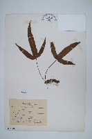 藏品(三葉茀蕨)的圖片