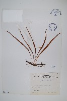 藏品(擬烏蘇里瓦葦)的圖片