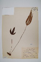 藏品(三葉茀蕨)的圖片