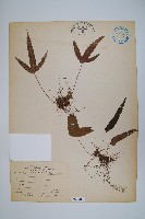 藏品(三葉茀蕨)的圖片