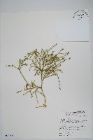 藏品(石松)的圖片