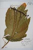 藏品(細柄雙蓋蕨)的圖片