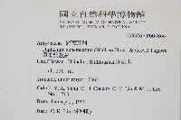 藏品(單葉雙蓋蕨)的圖片