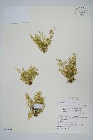 藏品(膜葉卷柏)的圖片