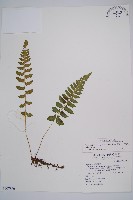 藏品(東洋蹄蓋蕨)的圖片