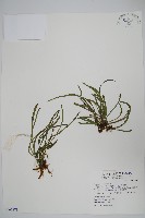 藏品(姬書帶蕨)的圖片