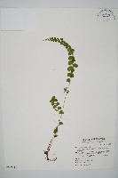 藏品(圓葉陵齒蕨)的圖片