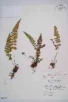 藏品(東洋蹄蓋蕨)的圖片