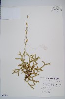 藏品(石松)的圖片