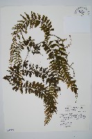 藏品(瓶蕨)的圖片