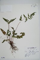 藏品(海島鱗始蕨)的圖片