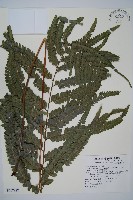 藏品(羽葉鱗蓋蕨)的圖片