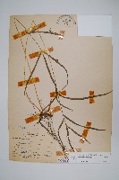 藏品(箭葉鳳尾蕨)的圖片