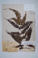 藏品(傅氏鳳尾蕨)的圖片