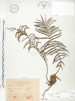 藏品(鱗蓋鳳尾蕨)的圖片